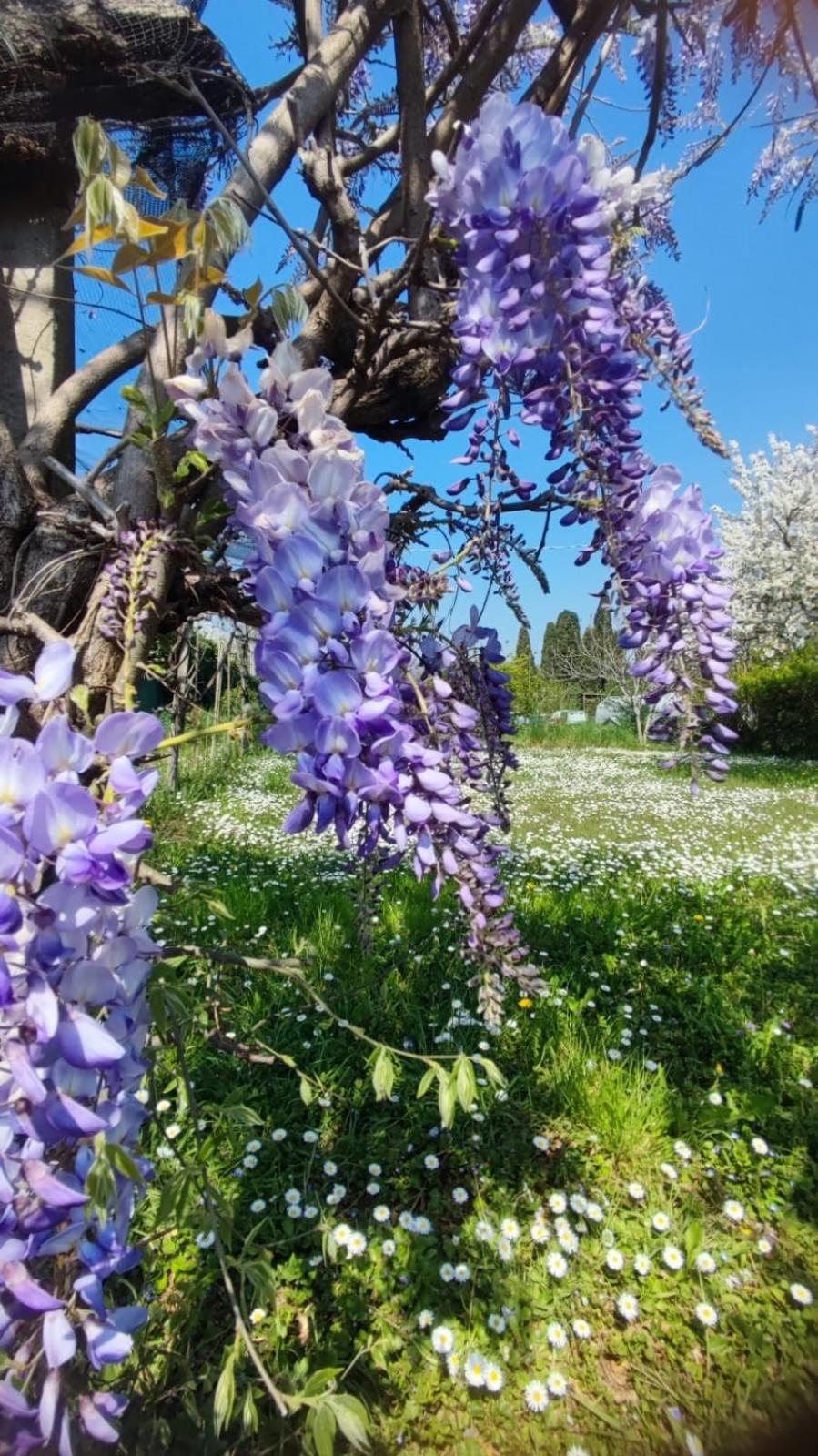 Bed And Breakfast Priscilla Volpago del Montello エクステリア 写真